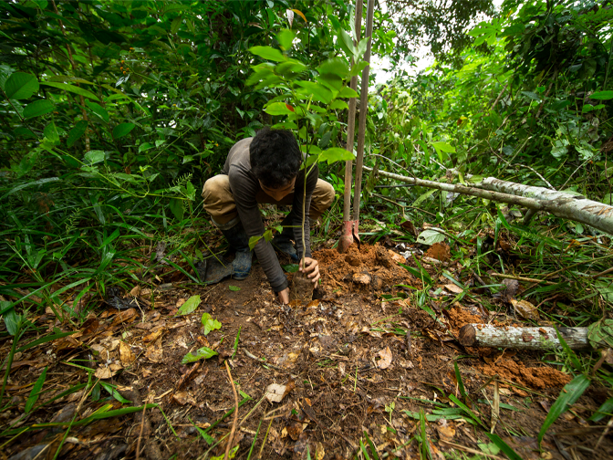 Boy planting tree